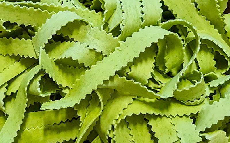 Reginelle agli spinaci artigianali - Pastificio Franzoni: pasta fresca artigianale a Brescia